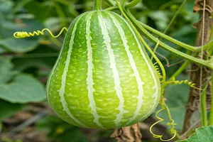 Ash gourd growing at home