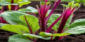 Beetroot plant