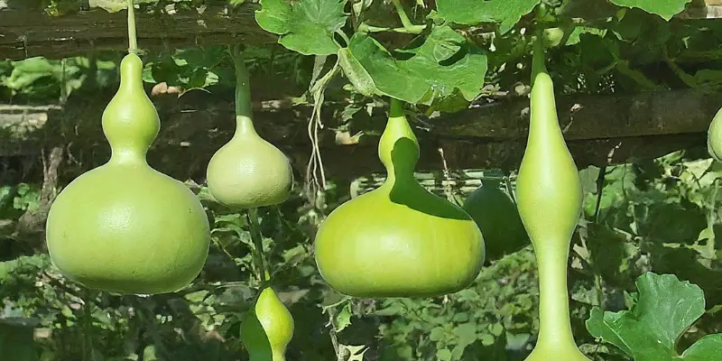 How to Grow Bottle Gourd: A Step-by-Step Guide for Beginners