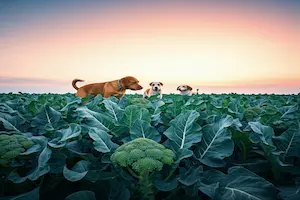 can dogs eat broccoli