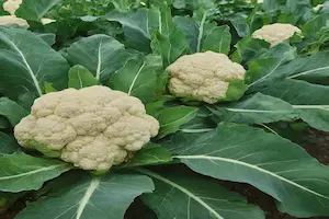 Cauliflower Cultivation in India: Season, Varieties, and Farming Guide
