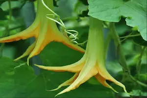 vegetables climbing plants