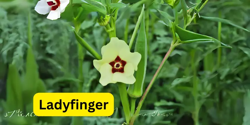 Growing Lady Finger