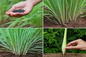 growing lemongrass