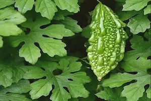 How to grow bitter melon from seed