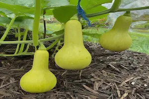 how to grow butternut squash from fresh seed