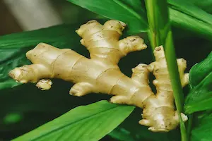 how to grow ginger