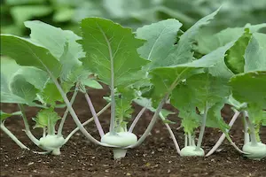 how to grow kohlrabi plants