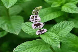 How to grow mint