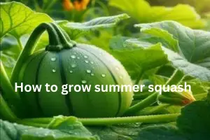 how to grow summer squash