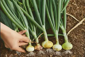 growing green onions